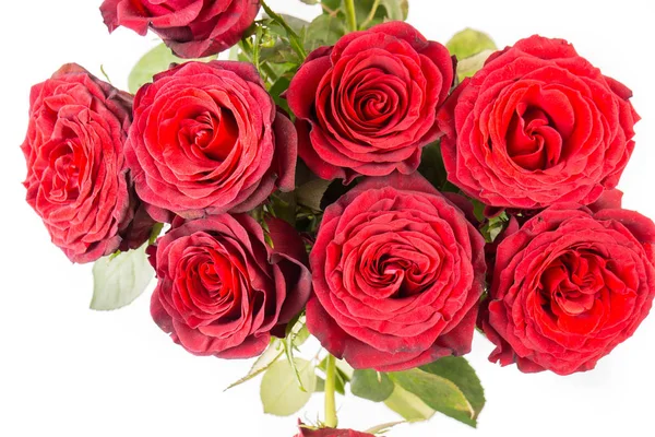 Mucchio Bellissime Rose Rosse Scure Isolate Sfondo Bianco — Foto Stock