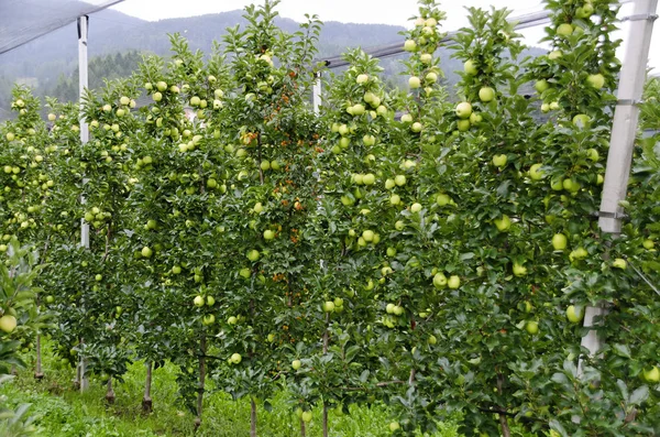 Ültetés Golden Delicious Almákkal Egy Narancssárga Vadalmafa Trágyázási Partnerként Tirol — Stock Fotó