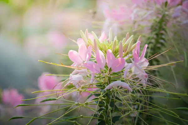 Immagine Sfondo Dei Fiori Colorati Sfondo Natura — Foto Stock