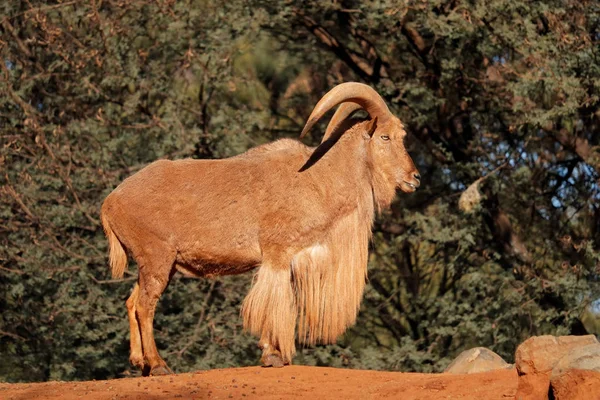 Bir Erkek Barbar Koyun Ammotragus Lervia Kuzey Afrika — Stok fotoğraf