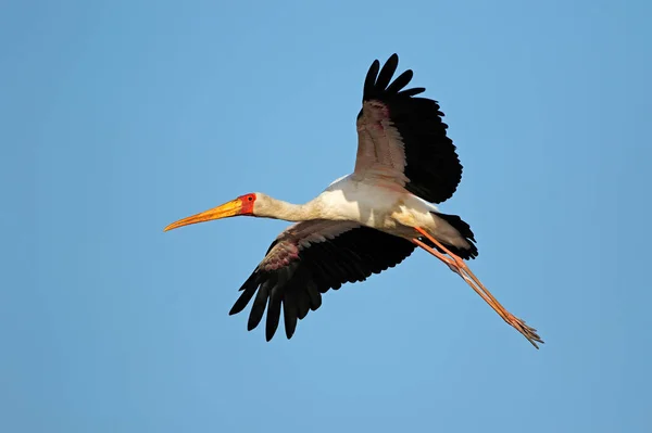 Yellow Billed Stork Mycteria Ibis Flight Kruger National Park South — Stock Photo, Image