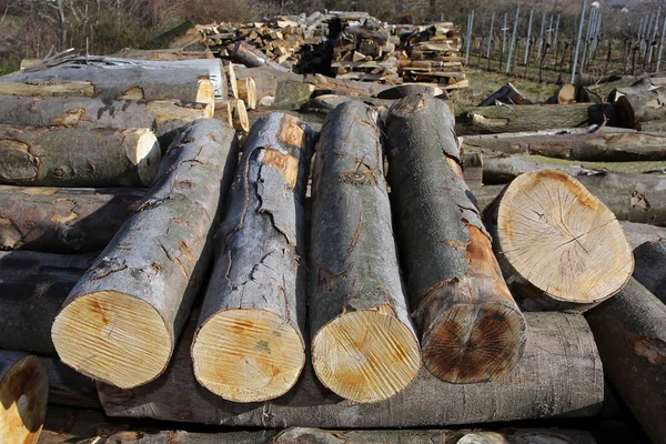 Tree Trunk Bark Wooden Lumber — Stock Photo, Image