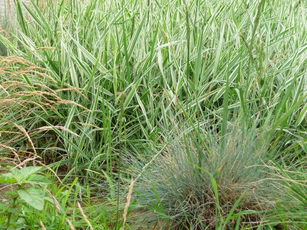 Green Grass Field — Stock Photo, Image