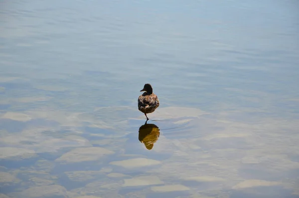 Ente See — Stockfoto