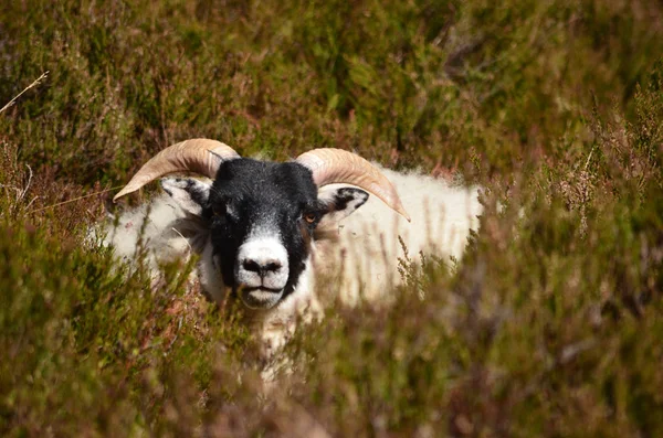 Schapen Het Gras — Stockfoto