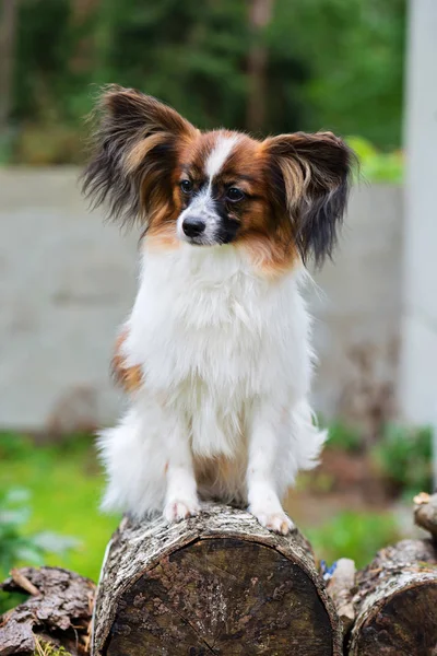 一个纸龙纯种狗的户外肖像 — 图库照片