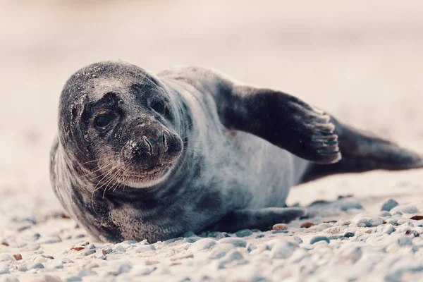 Mladý Atlantický Přístavní Tuleň Phoca Vitulina Detailní Portrét Pláži Ostrova — Stock fotografie