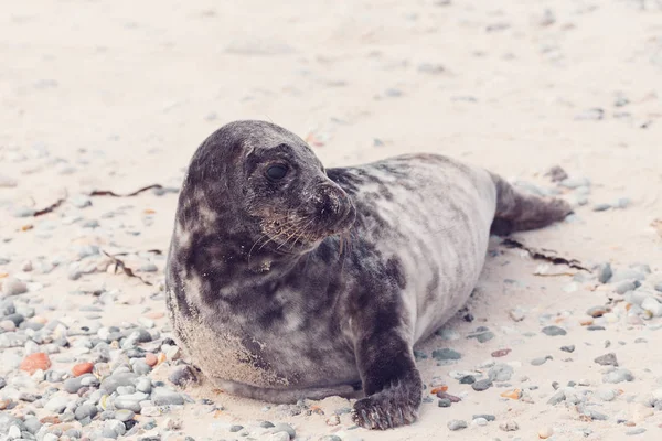 Young Atlantic Harbor Seal Phoca Vitulina Detail Portrait Beach Island — Stock Photo, Image