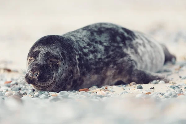 Young Atlantic Harbor Seal Phoca Vitulina Detail Portrait Beach Island — Stock Photo, Image