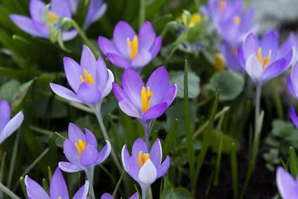 Purple Crocus Orange Pollen Laden Stamen Selective Focus Other Open — Stock Photo, Image