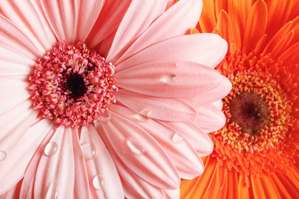 Rosa Und Orangefarbene Gerbera Blüten Mit Wassertropfen Geringe Schärfentiefe Selektiver — Stockfoto