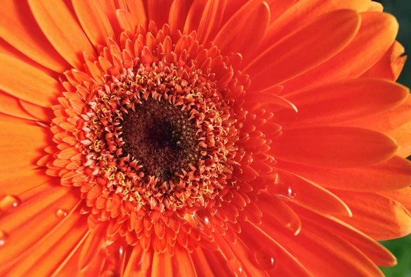 Kwiat Pomarańczowy Gerbera Gerbera Piękne Kwiaty Płytkiej Głębi Ostrości Selektywny — Zdjęcie stockowe