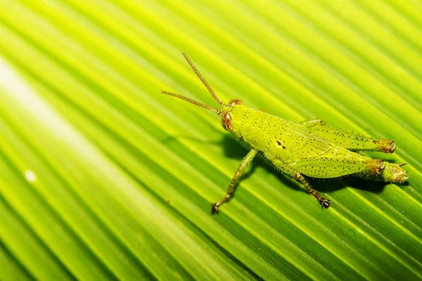 Insecte Était Masqué Dans Couleur Verte Des Feuilles Plante — Photo