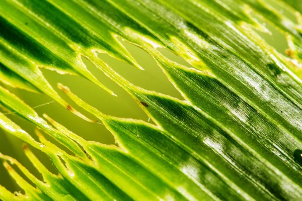 Das Insekt War Der Grünen Farbe Der Blätter Der Pflanze — Stockfoto