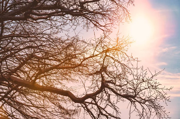 태양은 나무를 빛나는입니다 백그라운드에서 하늘입니다 — 스톡 사진