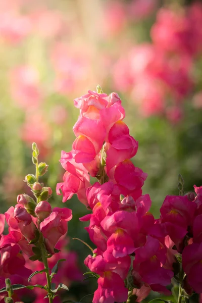 Image Fond Des Fleurs Colorées Fond Nature — Photo