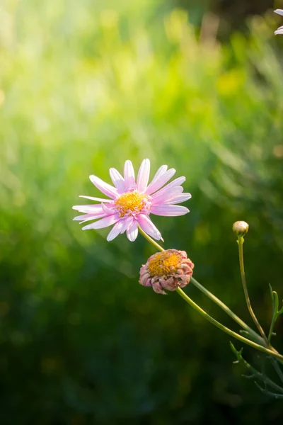 Image Fond Des Fleurs Colorées Fond Nature — Photo