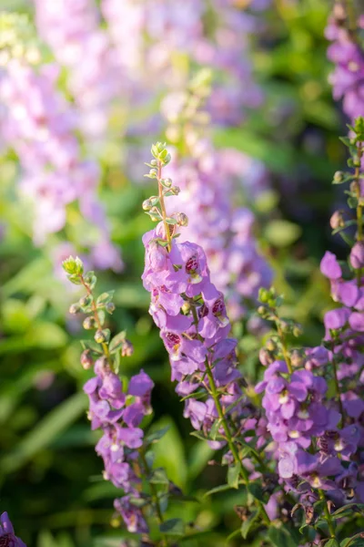 Achtergrond Afbeelding Van Kleurrijke Bloemen Achtergrond Natuur — Stockfoto