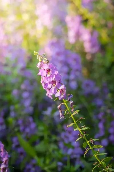 Imagem Fundo Das Flores Coloridas Natureza Fundo — Fotografia de Stock