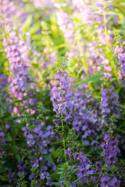 Achtergrond Afbeelding Van Kleurrijke Bloemen Achtergrond Natuur — Stockfoto