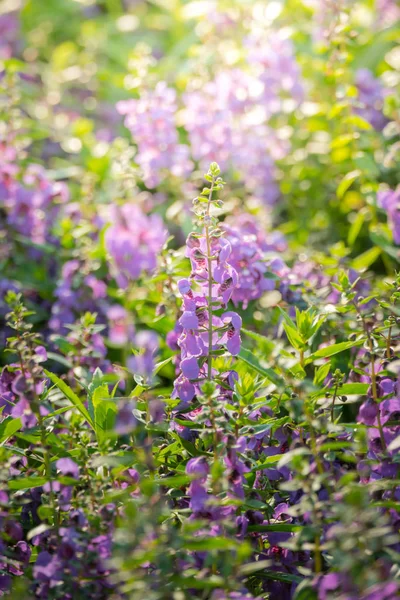 Achtergrond Afbeelding Van Kleurrijke Bloemen Achtergrond Natuur — Stockfoto