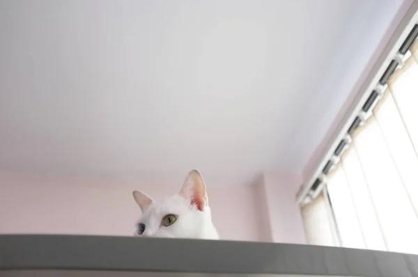 Gato Curiosamente Espreitando Geladeira — Fotografia de Stock