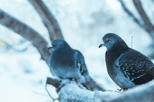 Tauben Sitzen Wintertag Gebückt Auf Einem Ast — Stockfoto