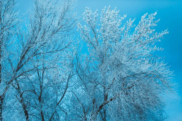 Winter Forest Trees Snow Covered Wood — Stock Photo, Image