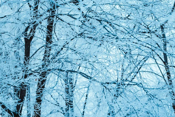 Winterbos Met Bomen Besneeuwd Hout — Stockfoto