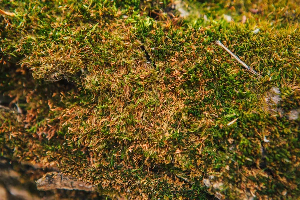 Muschio Verde Sugli Alberi Autunnali Vicino — Foto Stock