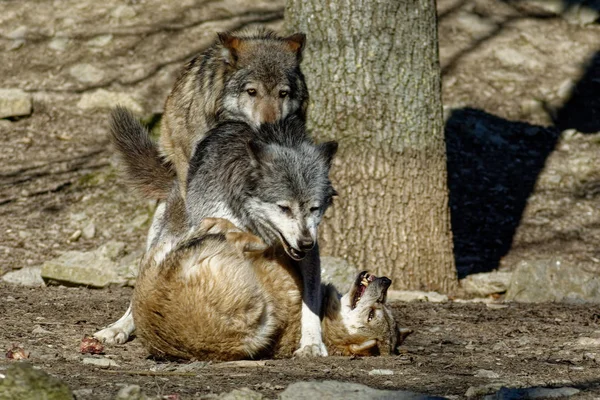 Vista Panorámica Del Lobo Salvaje Naturaleza — Foto de Stock