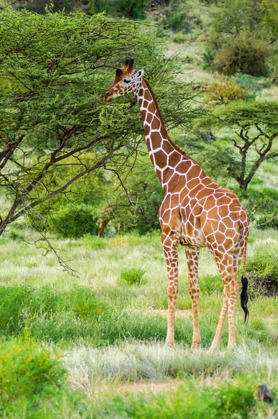 Grote Bruine Giraffe Dier Flora Fauna Natuur — Stockfoto