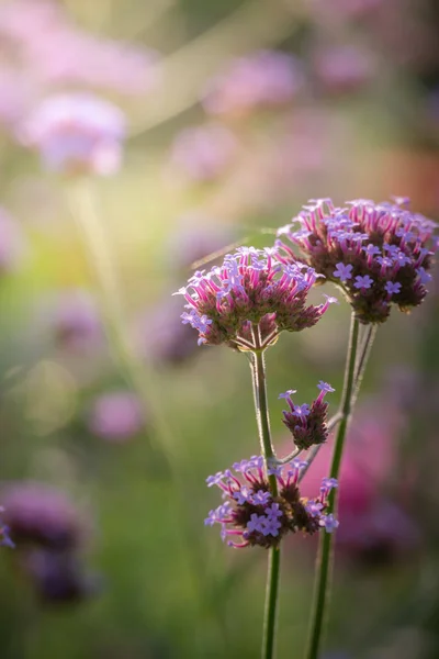 Imagen Fondo Las Flores Colores Naturaleza Fondo — Foto de Stock