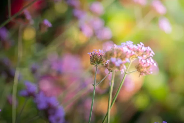 Imagen Fondo Las Flores Colores Naturaleza Fondo — Foto de Stock