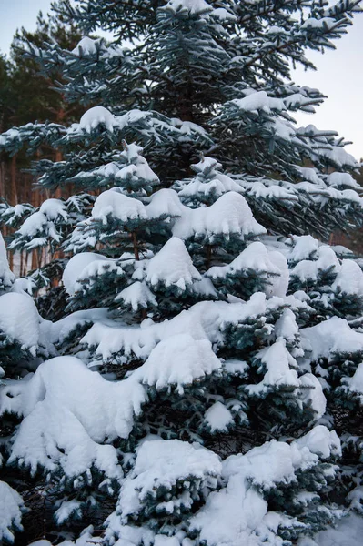 山の森の中の雪に覆われたモミの木 — ストック写真