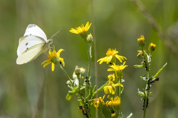 Белая Бабочка Флоре Окружающей Среде Насекомых — стоковое фото
