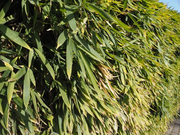 木の葉や植物や木の葉 — ストック写真