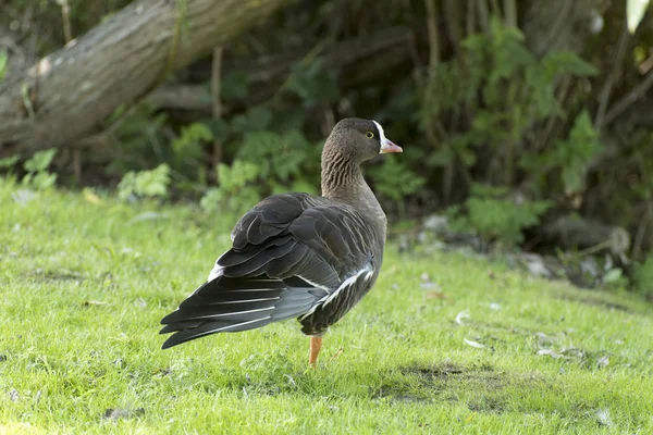俾格米鹅站在草地上的一条腿与伸出的翅膀 — 图库照片