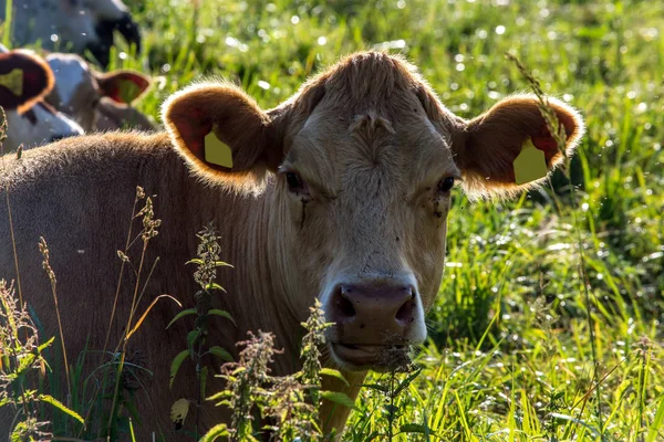 Letonya Yeşil Çayırlarda Süt Inekleri Otlar Çayırda Otlayan Inek Sürüsü — Stok fotoğraf