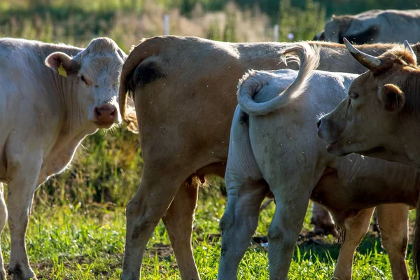 Vacas Lecheras Pastan Prados Verdes Letonia Manada Vacas Pastando Prado — Foto de Stock