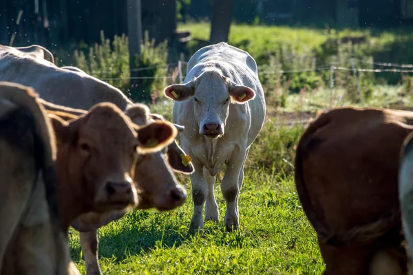 Melkkoeien Weiland Groene Weide Letland Een Kudde Koeien Die Grazen — Stockfoto