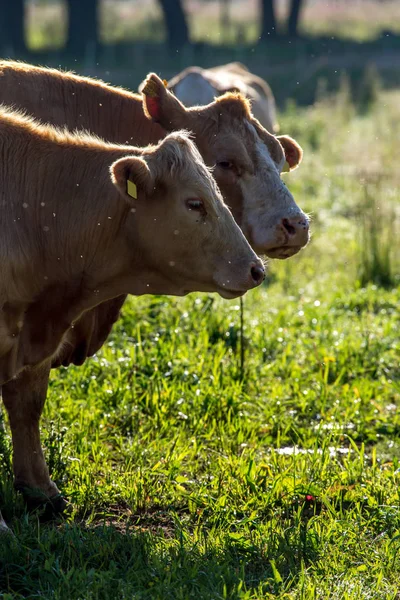 Mjölkkor Betar Grön Äng Lettland Flock Kor Som Betar Ängen — Stockfoto