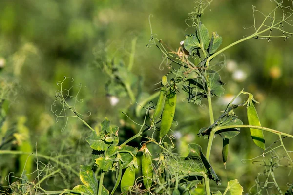 Зеленый Горох Растущими Стручками Капсулы Зеленого Гороха Цветущий Зеленый Сахарный — стоковое фото