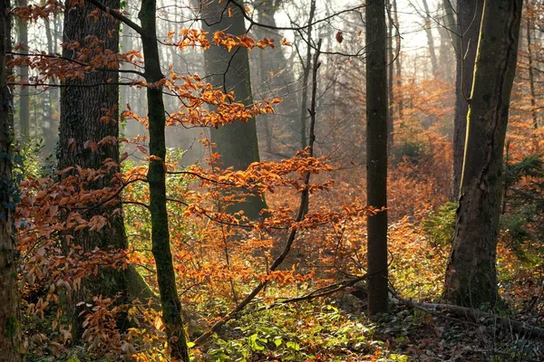 Vacker Utsikt Över Naturen — Stockfoto