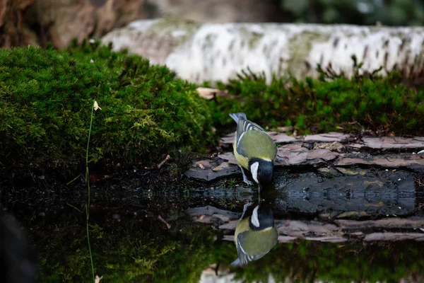 Great Tit Parus Major Colorful Songbird Perched Ledge Drinking Water — Fotografia de Stock