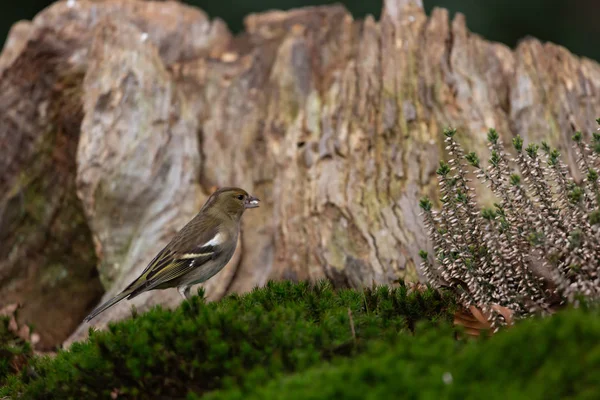 European Greenfinch Chloris Chloris Woodland Habitat Standing Greenery Front Old — Stock Photo, Image