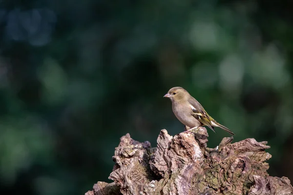 ヨーロッパのGreenfinch クロリスはコピースペースを持つ森の中の古い木の屋外でパーチします — ストック写真