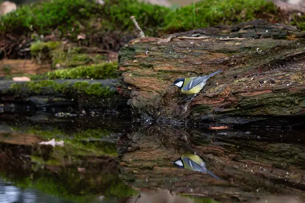 Great Tit Parus Major Perched Ledge Pond Reflected Still Water — Fotografia de Stock