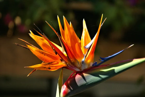 tropical orange strelizie flower, Bird of paradise flower