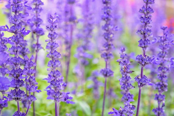 Μωβ Μπλε Λουλούδια Όμορφη Φύση Της Salvia Farinacea Mealy Cup — Φωτογραφία Αρχείου